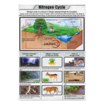Nitrogen Cycle